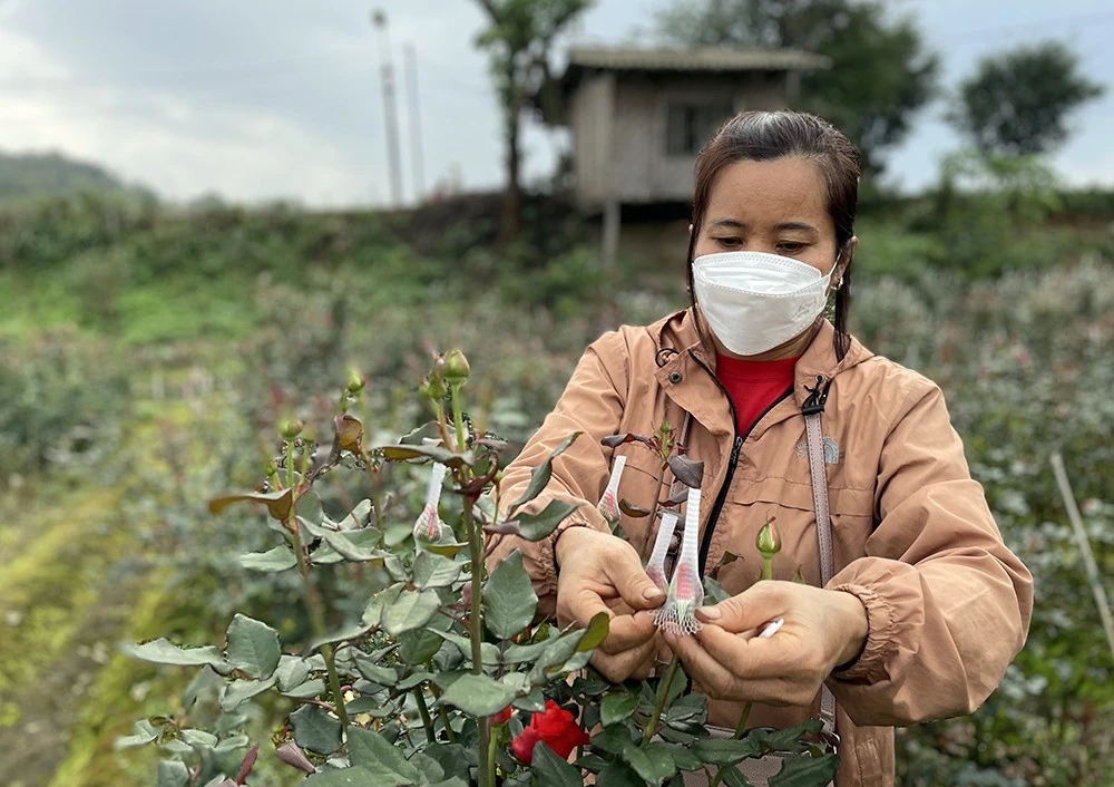 Nhộn nhịp làng hoa ven đô ảnh 5