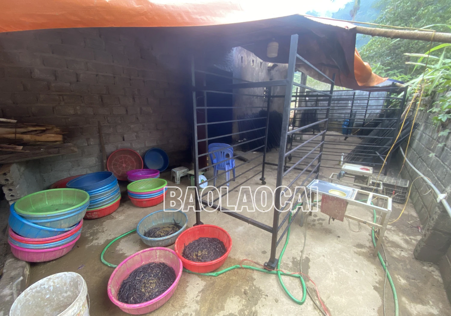 Buộc một cơ sở thu mua, sơ chế giun đất tại xã Phong Niên (Bảo Thắng) dừng hoạt động ảnh 2