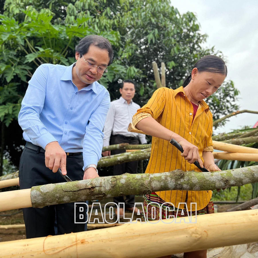 Chủ tịch UBND tỉnh Trịnh Xuân Trường trải nghiệm bóc vỏ quế cùng người dân xã Vĩnh Yên. Các đại biểu tham gia bóc vỏ quế cùng Nhân dân.