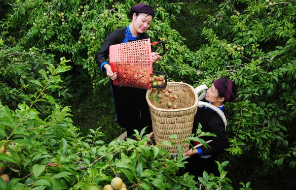 Vườn mận Tam hoa Bắc Hà. Ảnh: MẠNH DŨNG