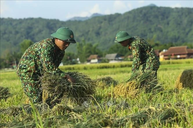 Bộ đội giúp dân gặt lúa. (Ảnh minh họa: TTXVN)