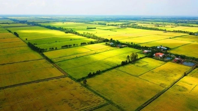 Điểm mới của Luật Đất đai năm 2024 so với Luật Đất đai năm 2013 là người không trực tiếp sản xuất nông nghiệp vẫn được phép nhận chuyển nhượng đất trồng lúa. (Ảnh minh họa)