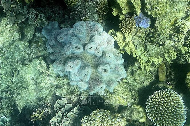 Rạn san hô Great Barrier ở ngoài khơi Queensland, Australia. Ảnh tư liệu: AFP/TTXVN
