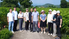 Đoàn công tác Viện Nghiên cứu dâu tằm và ong mật Vân Nam (Trung Quốc) tham quan vùng dâu tằm Trấn Yên
