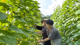 Lào Cai chuyển đổi 145 ha đất lúa kém hiệu quả