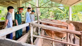 Động lực thúc đẩy chăn nuôi ở Mỏ Vàng