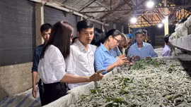 Nông dân Bảo Hà, Phúc Khánh học kinh nghiệm phát triển nghề dâu tằm tại Trấn Yên
