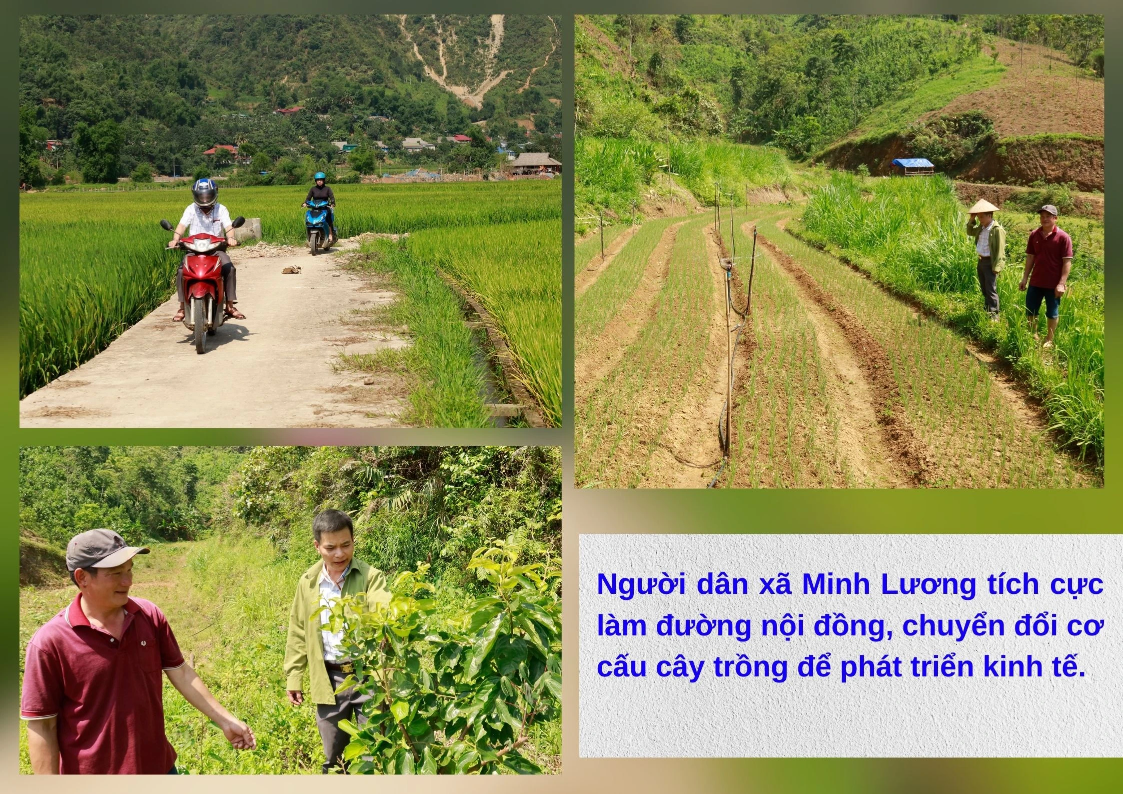Minhluong8.jpg