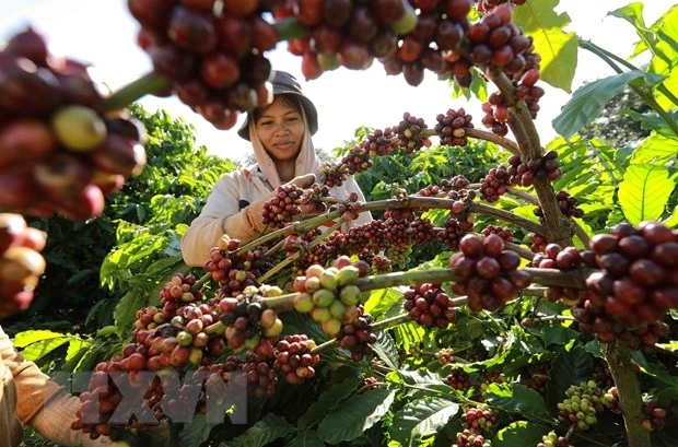 Thu hoạch cà phê ở Lâm Đồng. Ảnh minh họa.