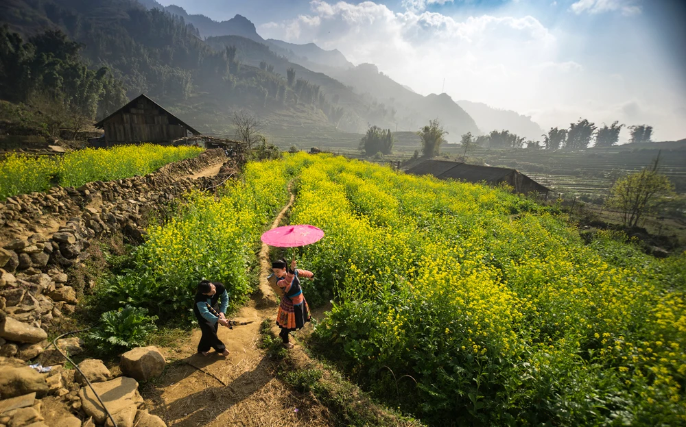 Sa Pa in the season of canola flowers.jpg