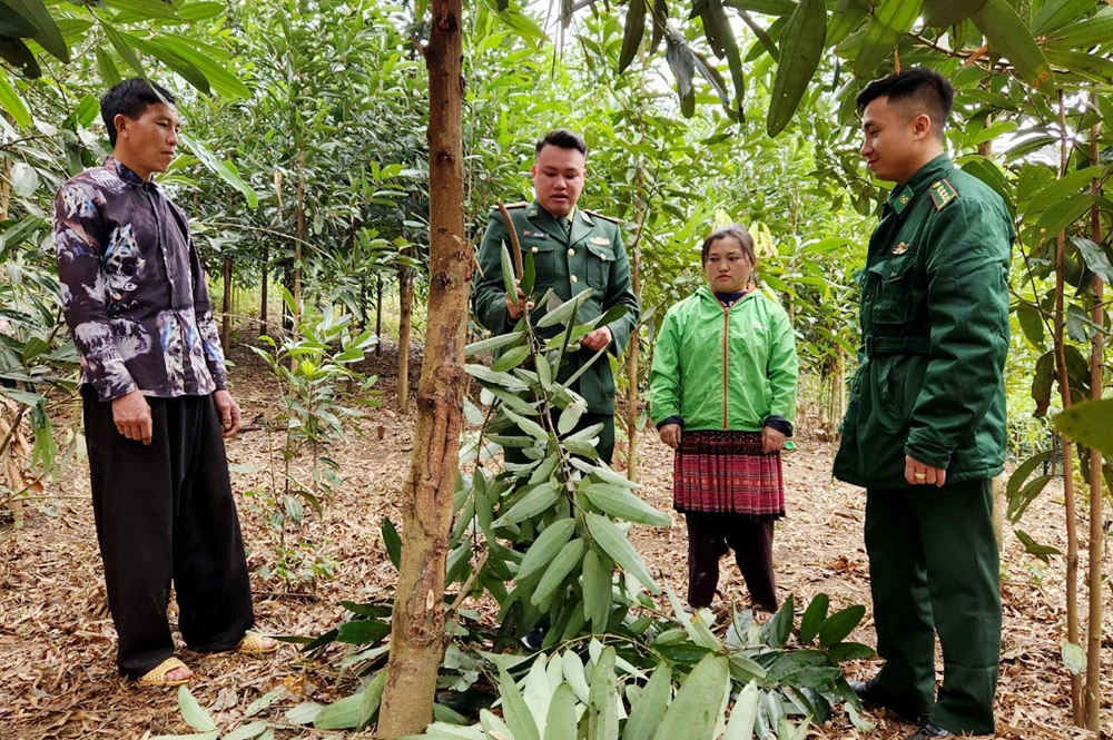 Cán bộ, chiến sĩ Đồn biên phòng A Mú Sung hướng dẫn Nhân dân chăm sóc câu quế.jpg