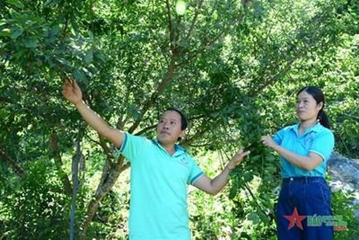 Đồng chí Giàng Seo Châu giới thiệu vườn mận Tả Van của gia đình.