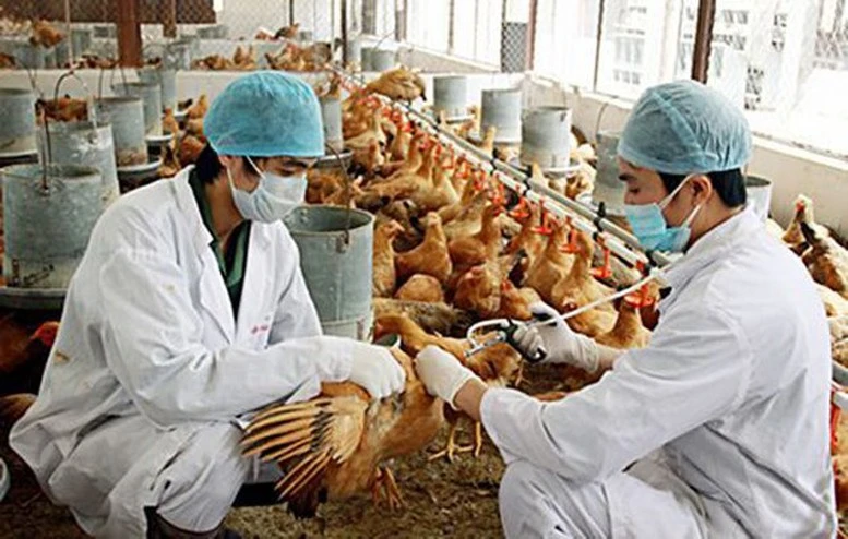 7 tỉnh đã xảy ra Cúm gia cầm A/H5N1, buộc tiêu hủy trên 12.000 con gia cầm.
