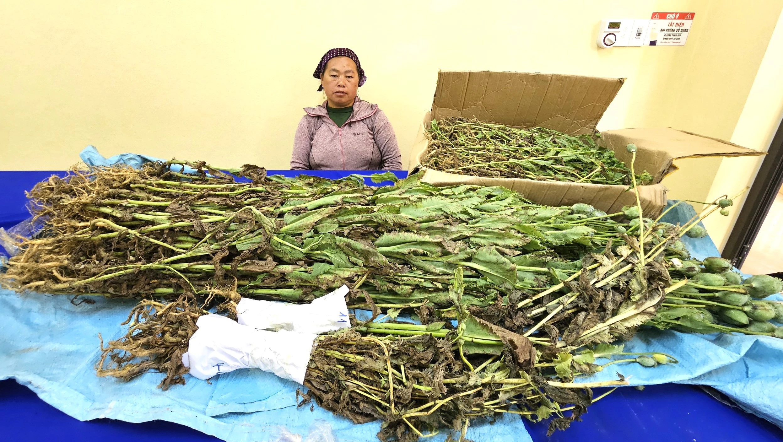 Đối tượng Giàng Thị Say cùng tang vật.jpg