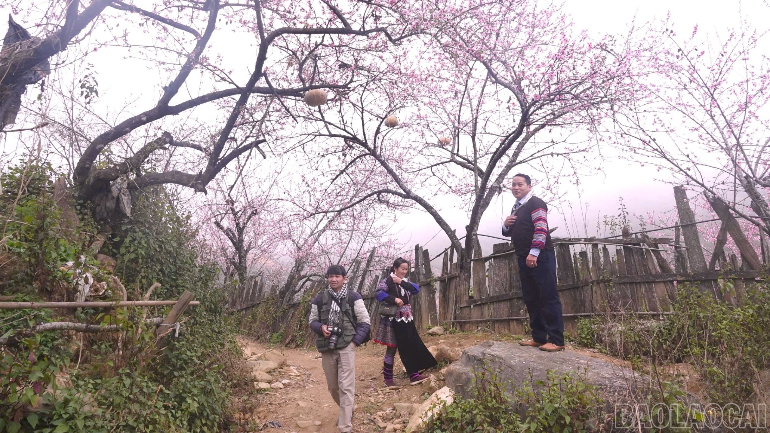 baolaocai-br_z7528398177913-1a97035fafed37114309df436647243f-5540.jpg