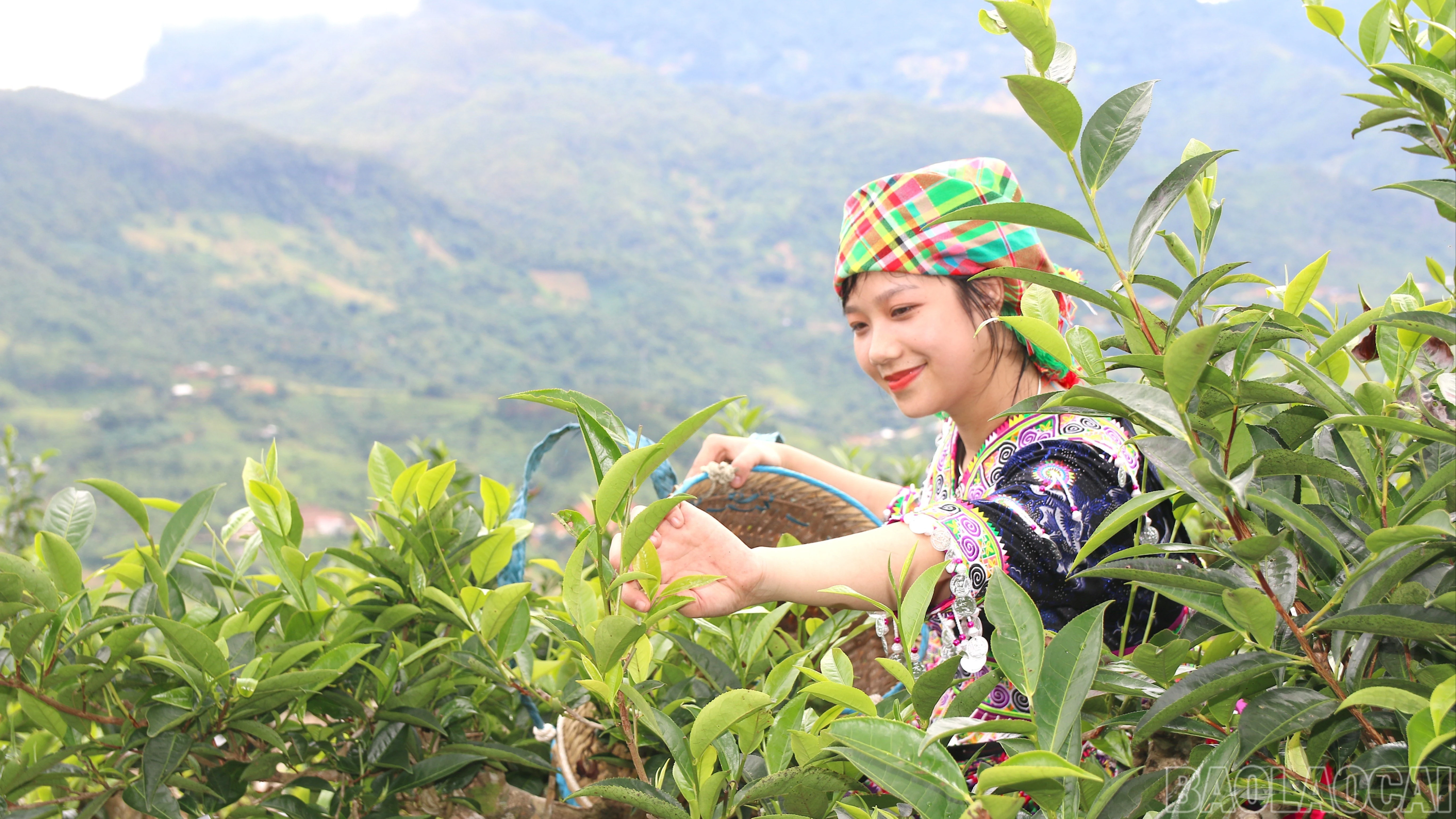 baolaocai-br_img-0220-5245.jpg