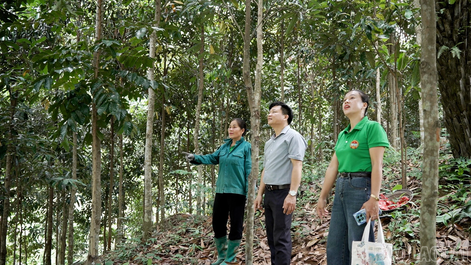 baolaocai-br_1111.jpg