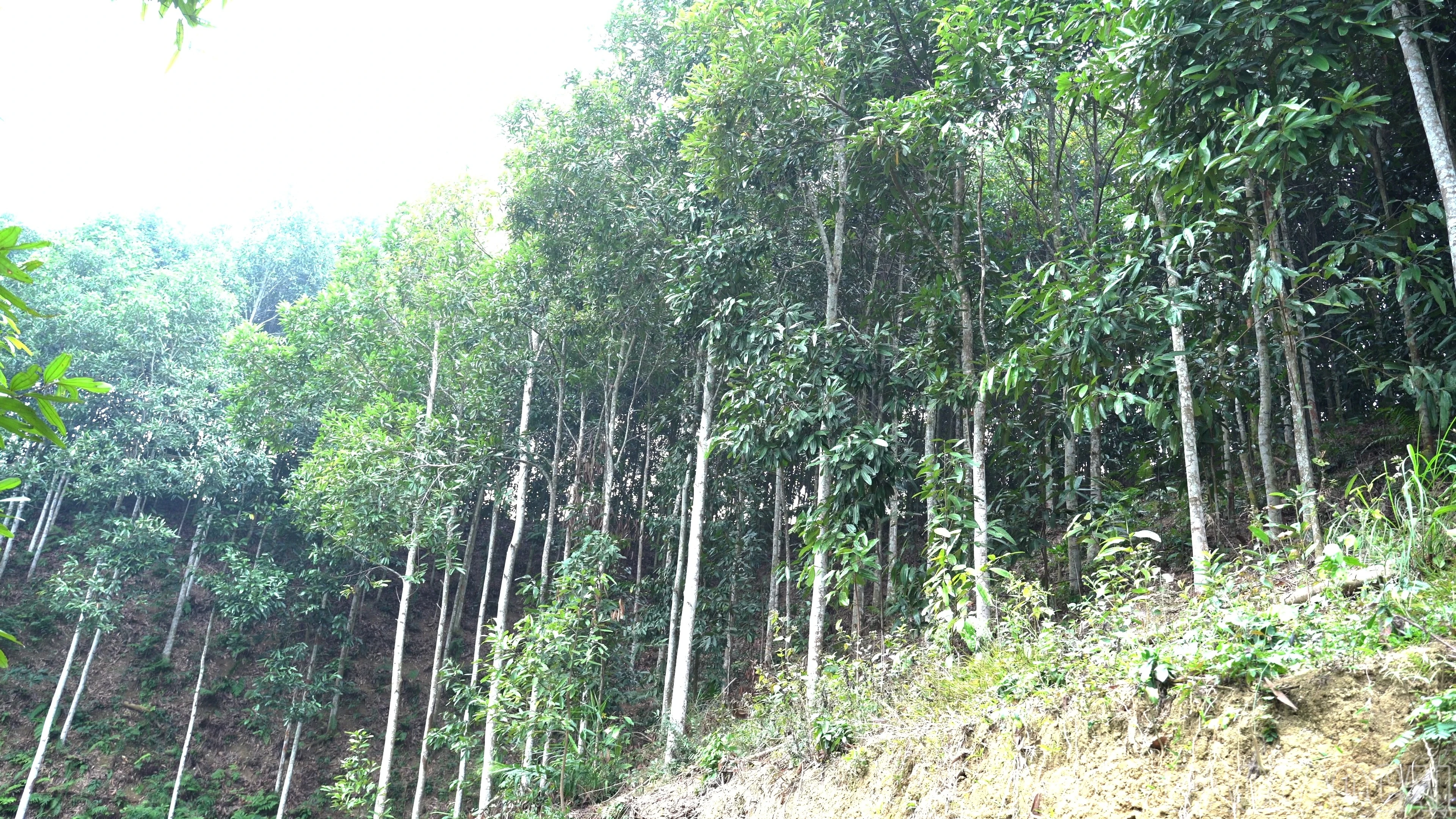 baolaocai-br_sequence-2600-00-18-15still003.jpg