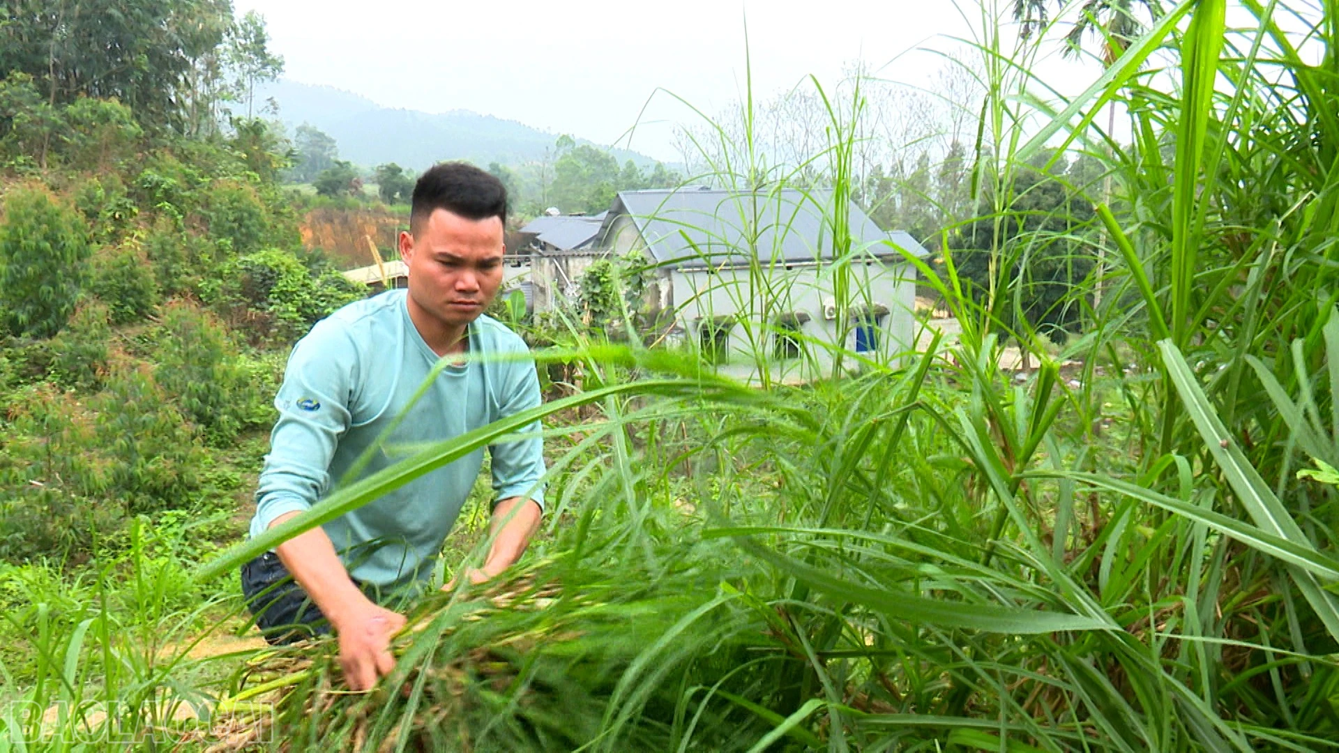baolaocai-bl_binh2.jpg