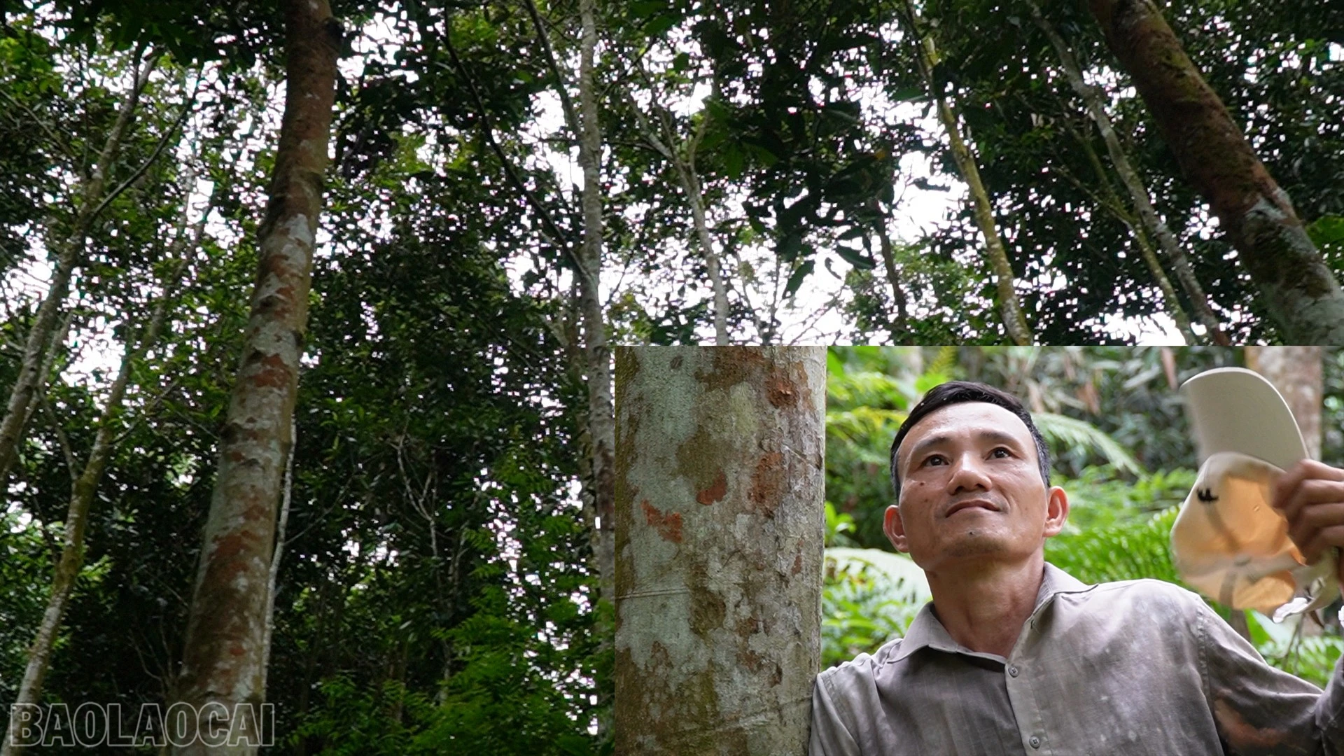 baolaocai-bl_nghique.jpg