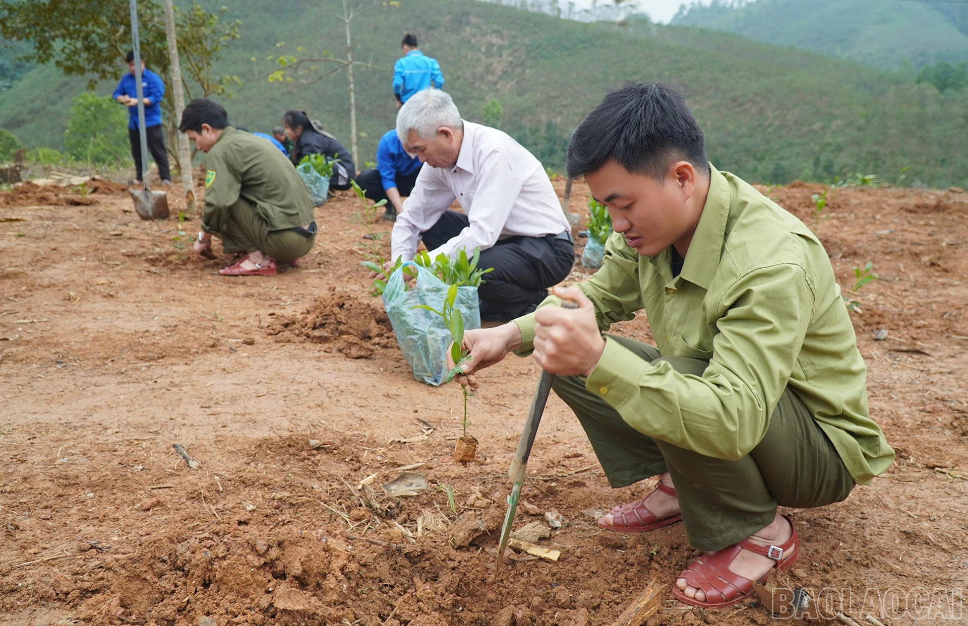 baolaocai-br_trong-rung1.jpg