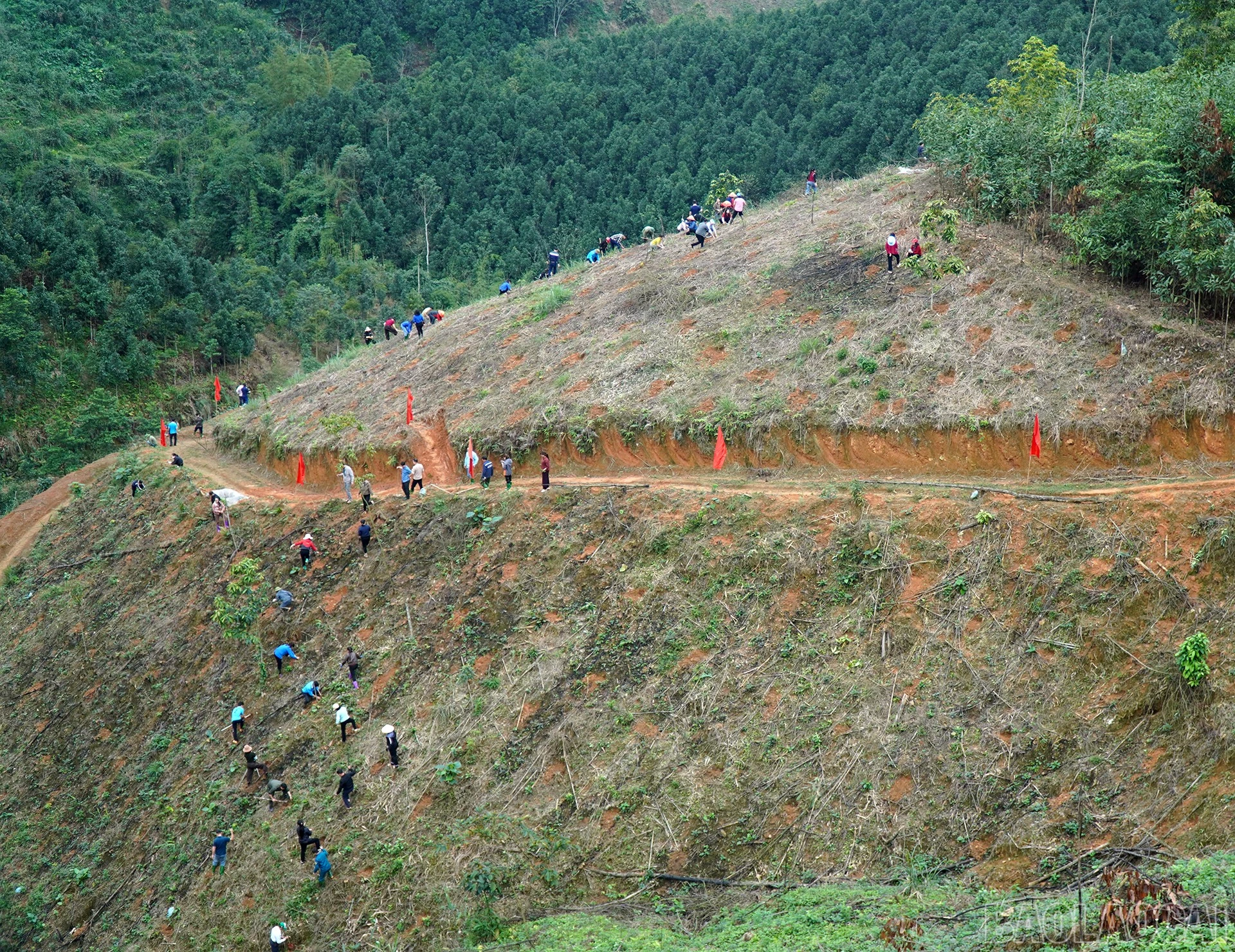 baolaocai-br_dongthap.jpg