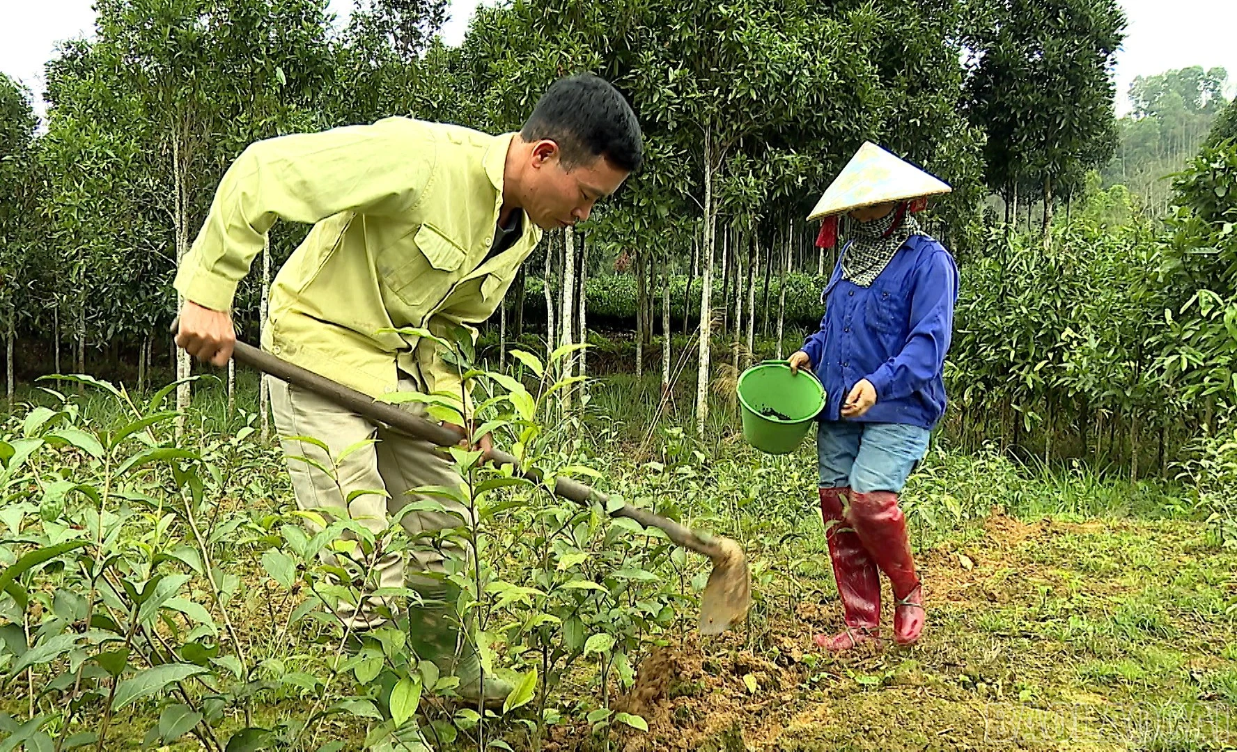baolaocai-br_hungkhanh.jpg