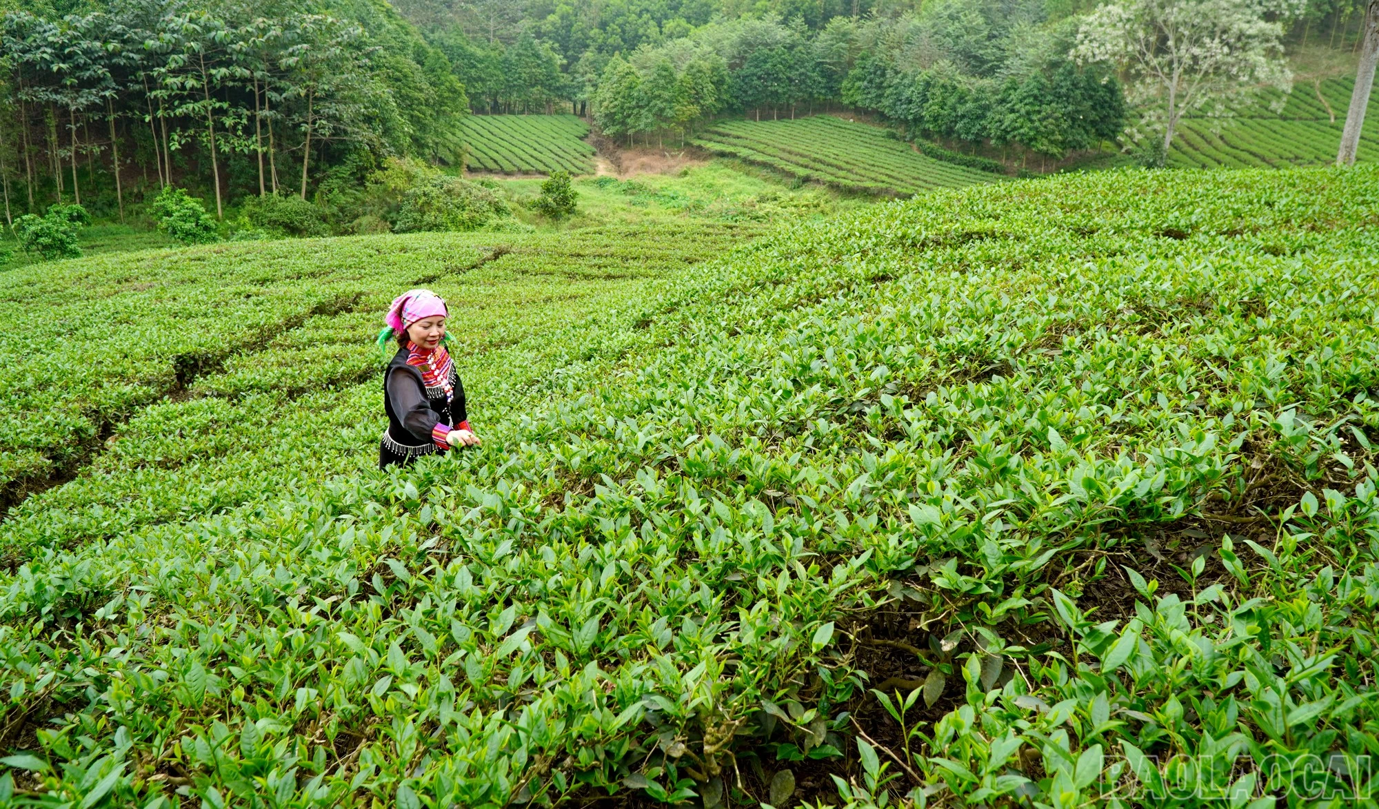 baolaocai-br_chelaocai.jpg