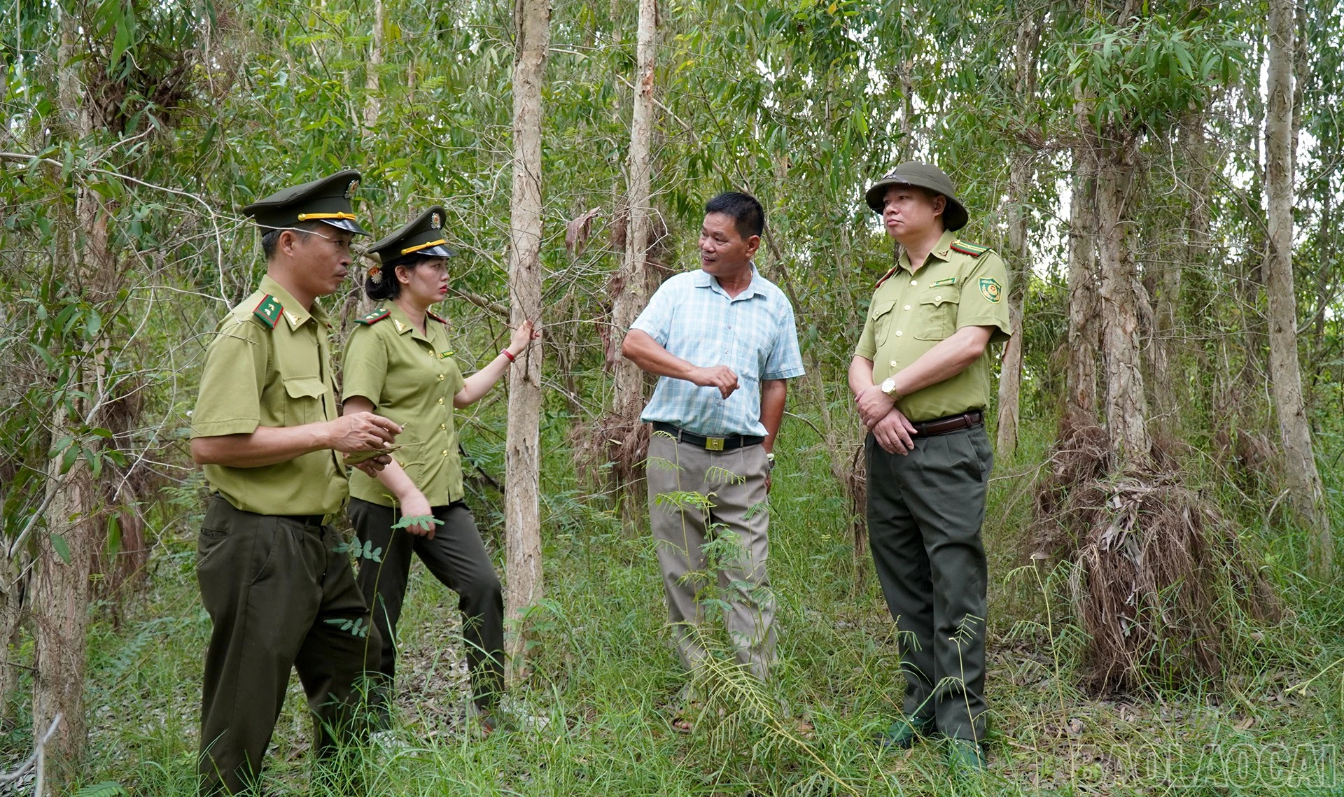 Ông Trần Văn Hùng - Giám đốc Công ty Cổ phần Thương mại và Du lịch hồ Thác Bà, cho biết đơn vị đặt mục tiêu trồng thêm 5 ha cây tràm trong năm 2027.