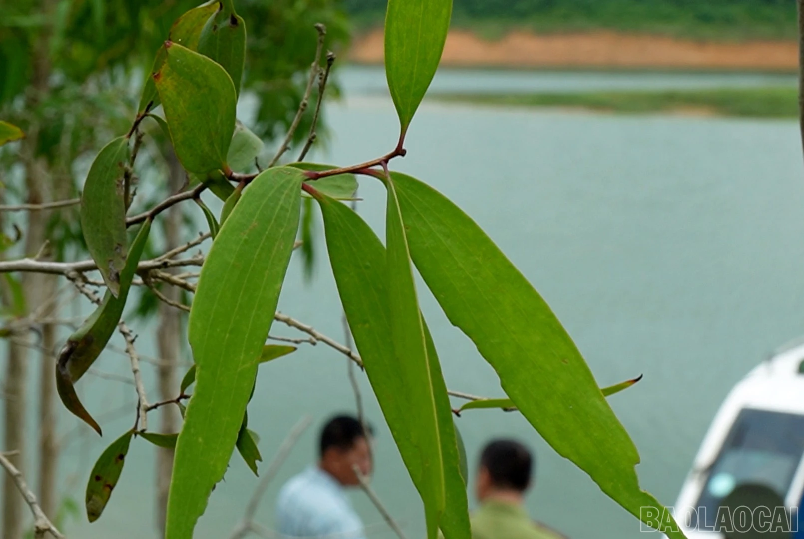 baolaocai-br_caytram.jpg