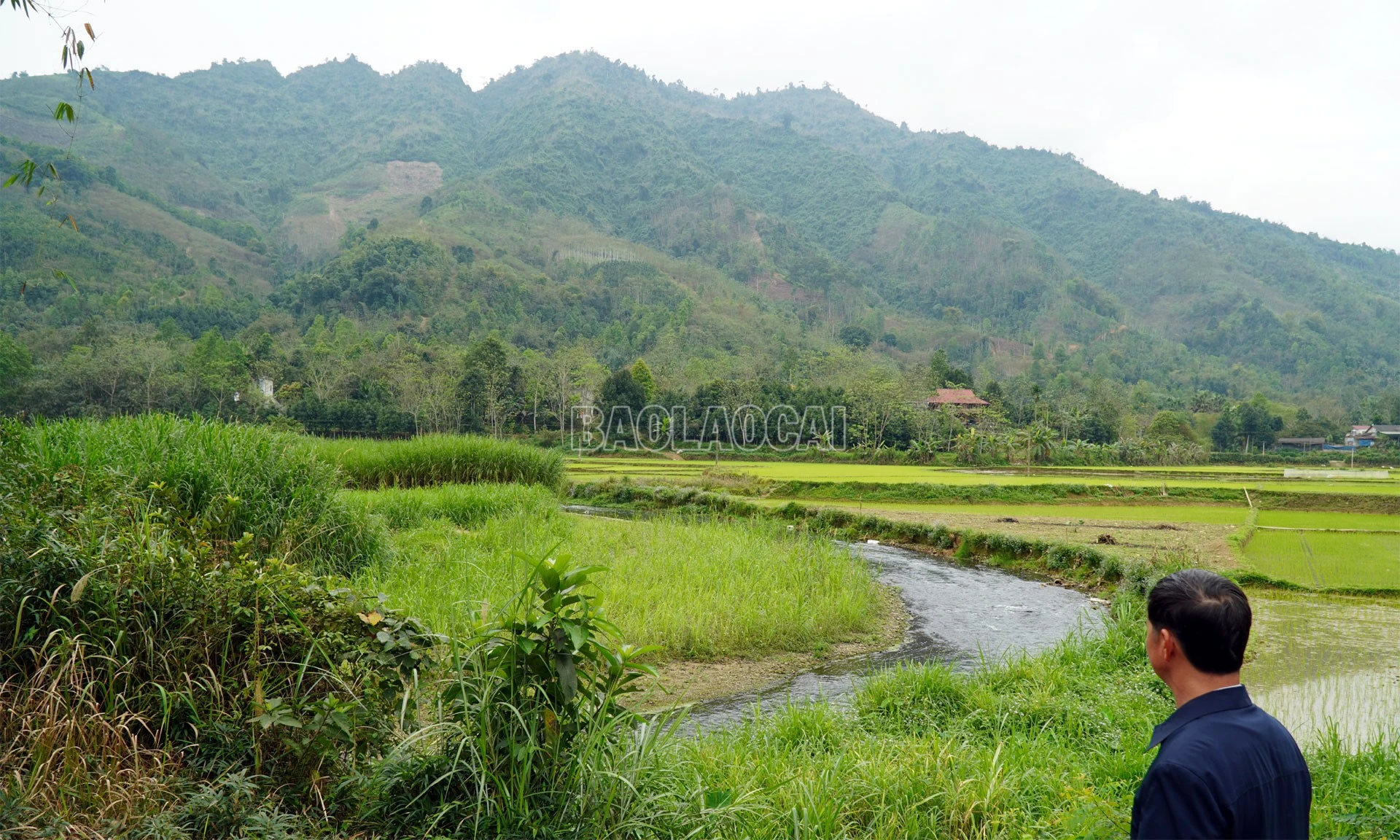 baolaocai-c_suoinui.jpg