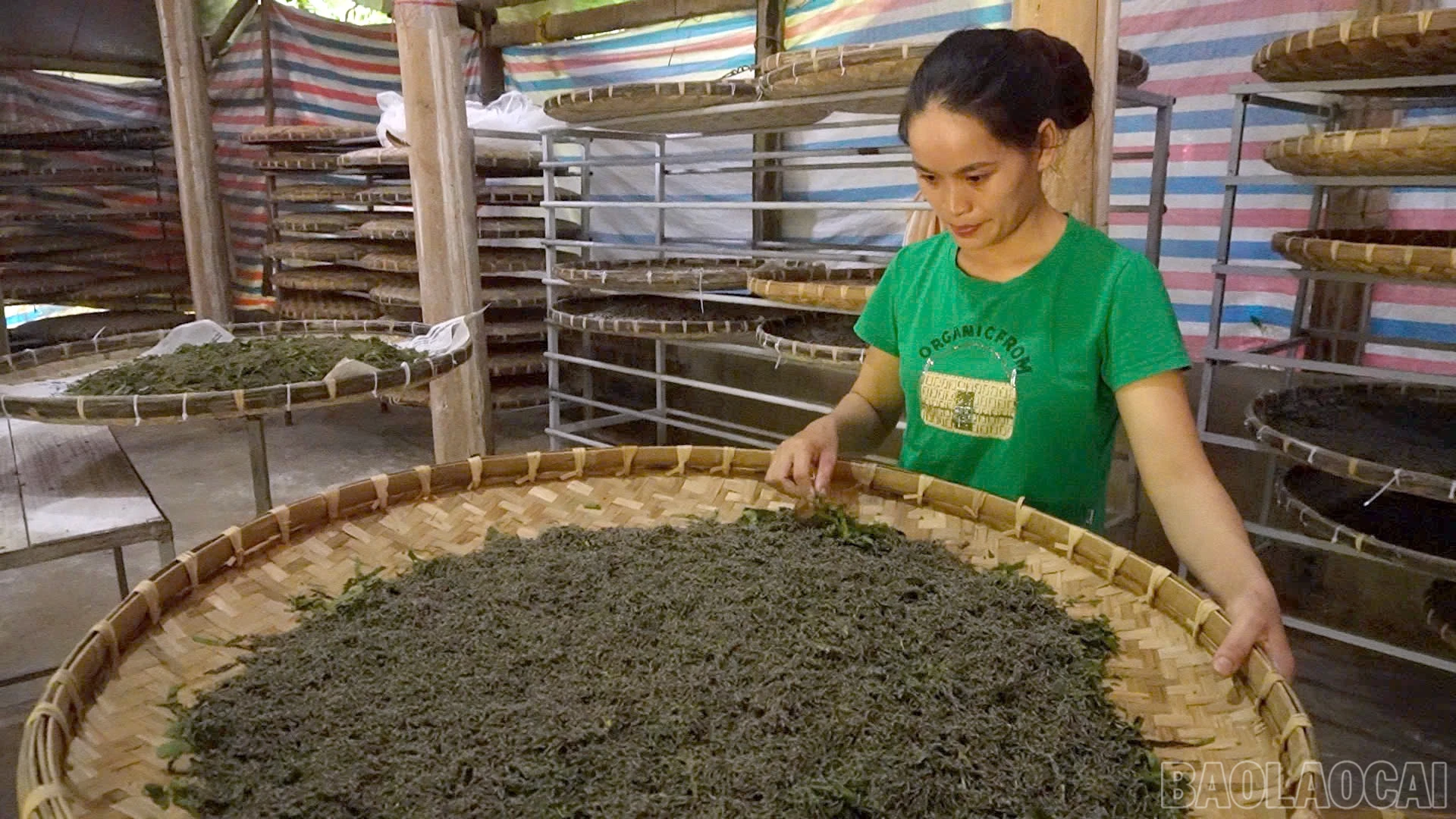 baolaocai-br_dautam2.jpg