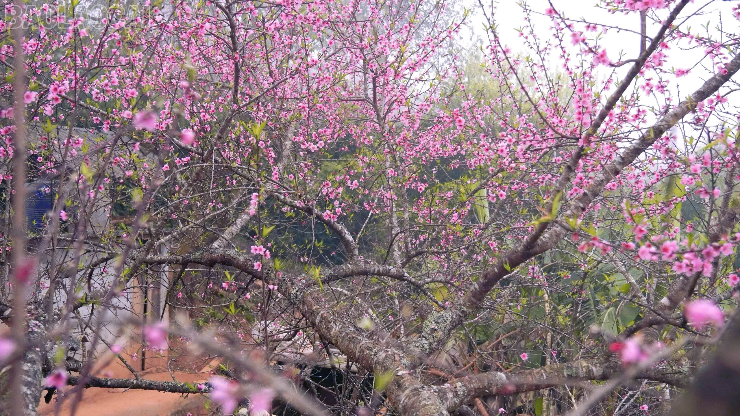 baolaocai-tl_z7500913195899-ef8f41da6822369bcf3e5b51981ed989.jpg