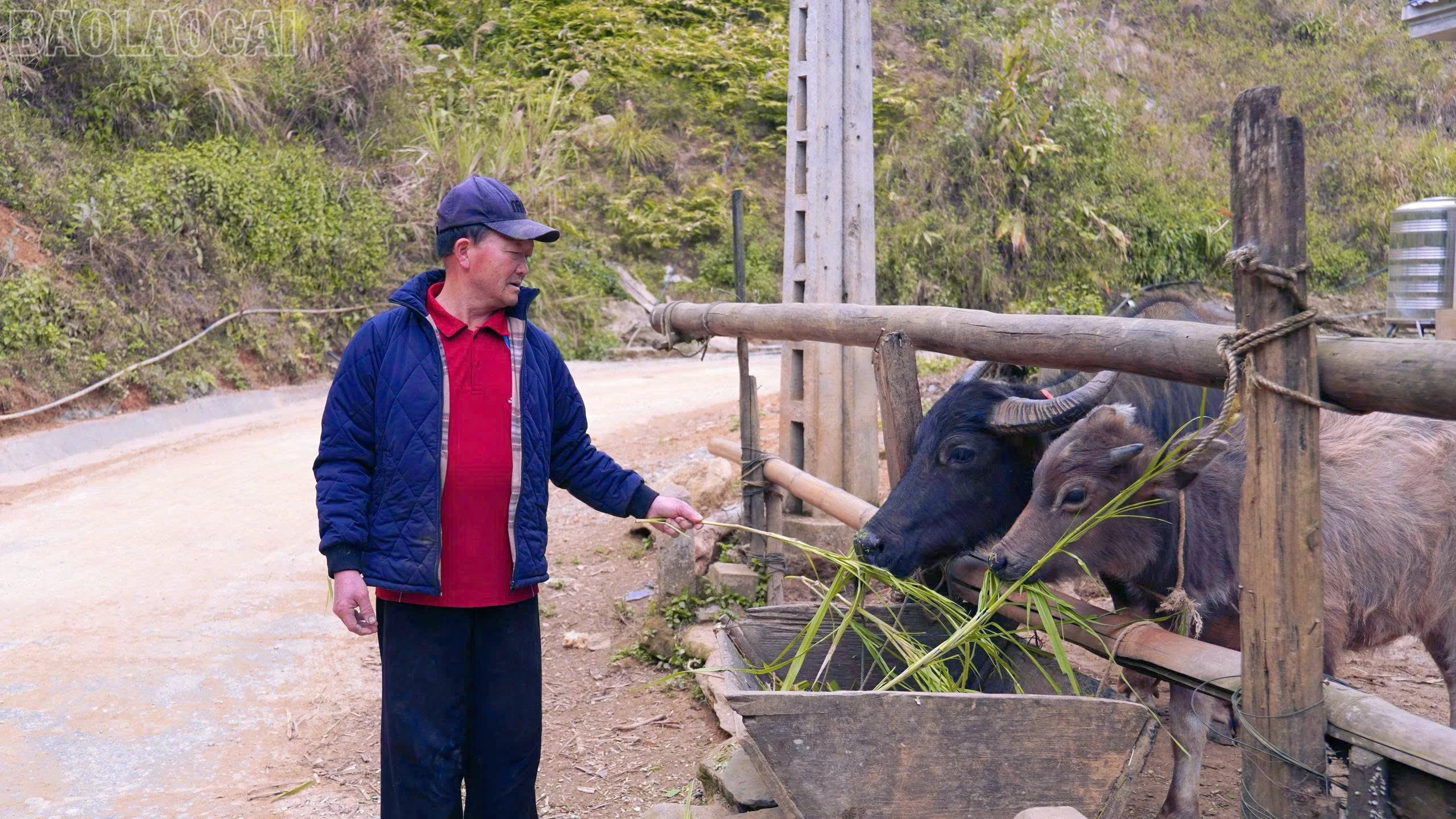 baolaocai-tl_z7500916581387-4a2737783927e6514dbf34f860c81567.jpg