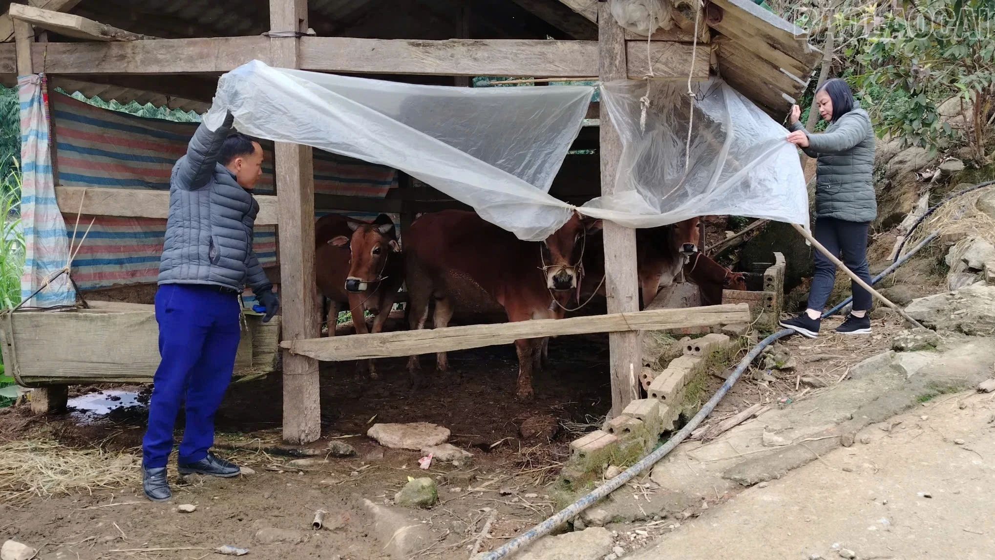 baolaocai-tr_z7409885372192-5b131b8aae3f5ec89b37246c0261fdc0.jpg