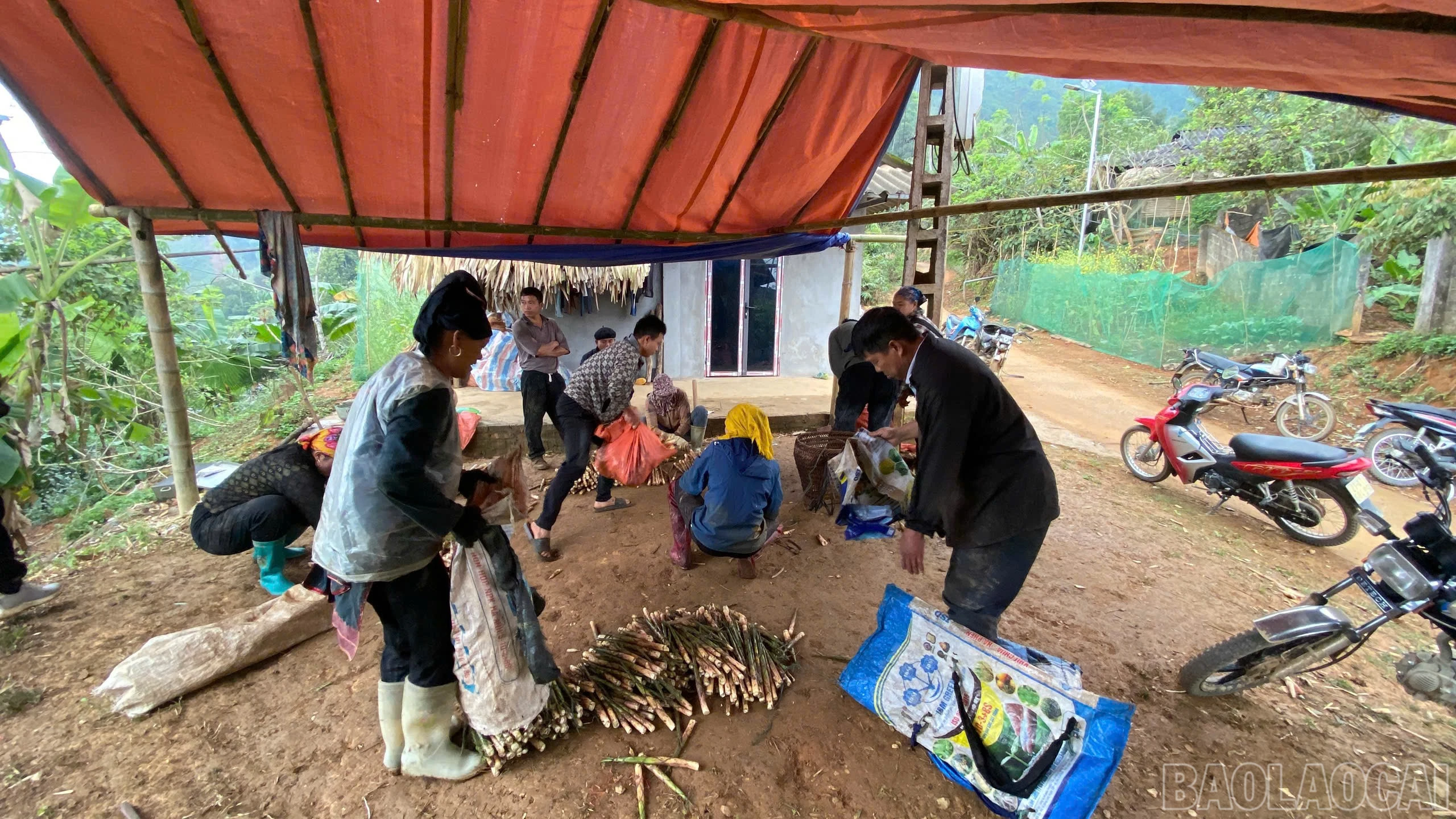 baolaocai-br_z7589502463286-d0e26d5f9d1b561b01f4422d6d691422.jpg