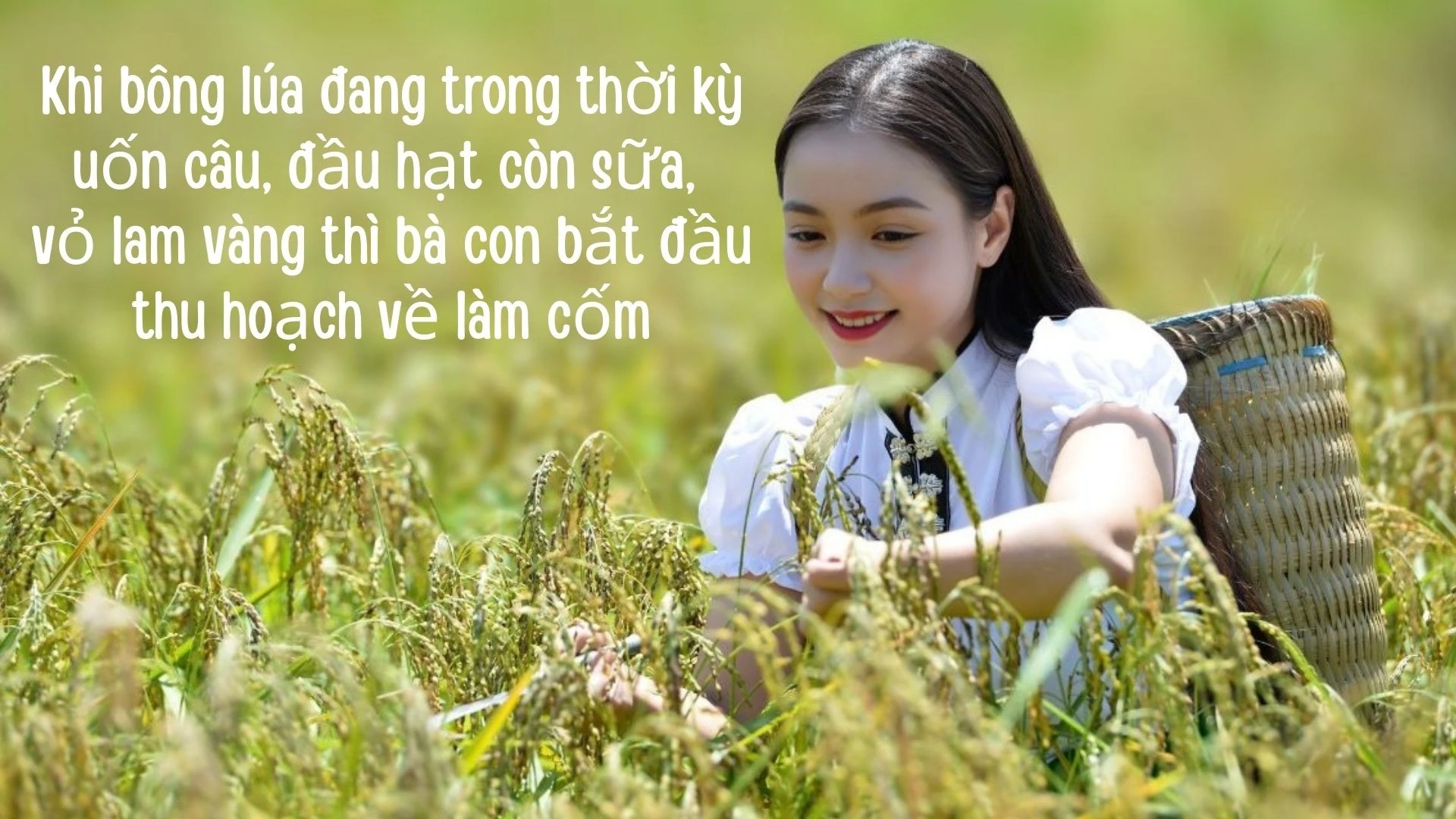 green-and-yellow-gradient-modern-rice-field-ecosystems-presentation-1920-x-1080-px-1920-x-1080-px.jpg