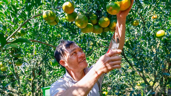 Sắc vàng mùa quýt Mường Khương
