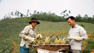 Nhọc nhằn cung đường của dứa