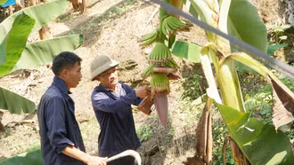 Hiệu quả mô hình trồng chuối không sử dụng thuốc bảo vệ thực vật ở Pha Long