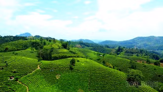 Màu no ấm nơi "thủ phủ" chè Mường Khương