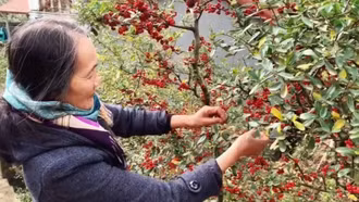 Nông dân Sa Pa thuần hóa cây dại