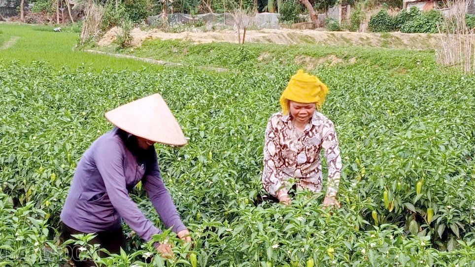 baolaocai-bl_gen-h-z7294583348701-063e88745f34e3ce0af87a01970c10cb-9845-5803.jpg
