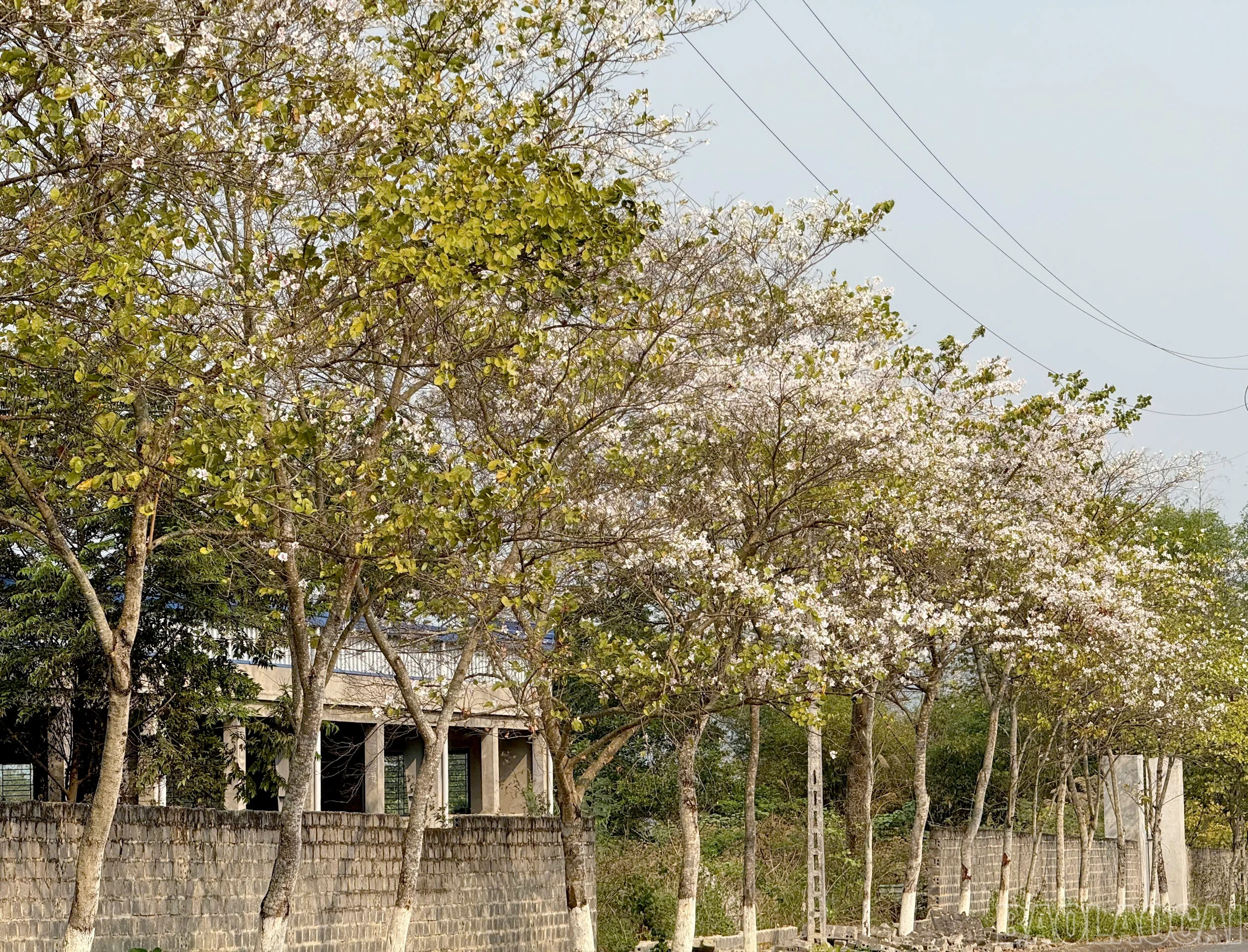 baolaocai-br_f8e55f78ebd5658b3cc4.jpg