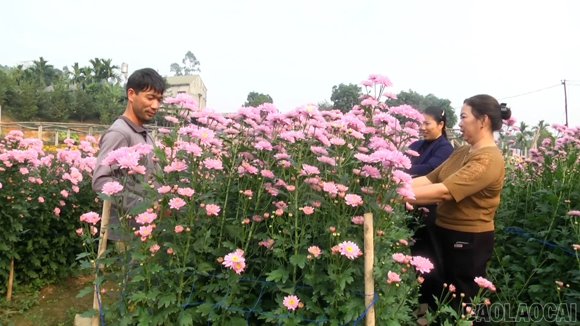 baolaocai-br_lk88040-kinh-te-tap-the-va-thach-thuc-trong-hanh-trinh-chuyen-doi-so-hd100-28-02-22still009.jpg