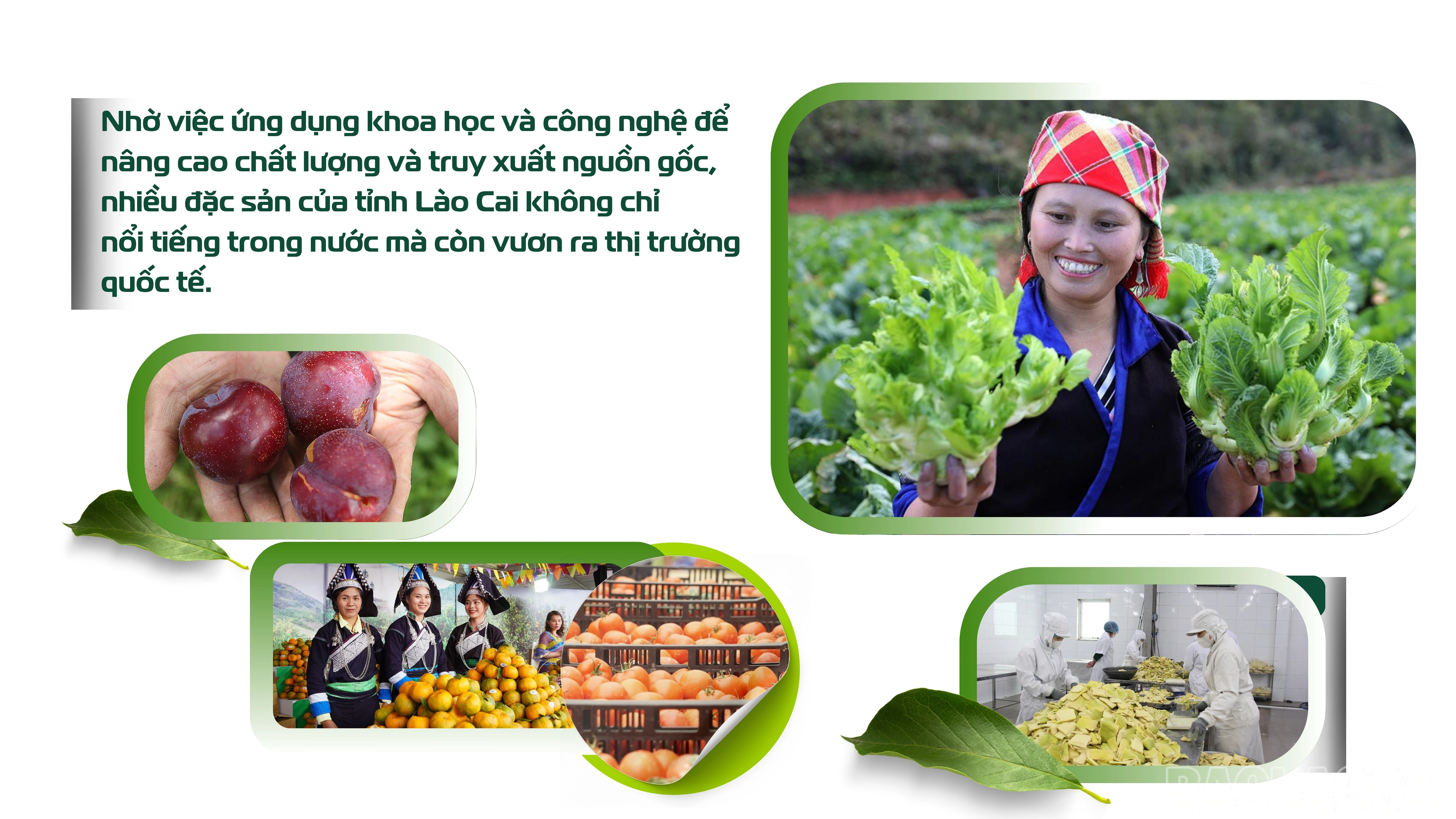 baolaocai-br_white-and-green-modern-agriculture-report-presentation-6.jpg