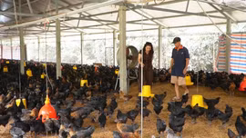 Tạo đà cho chăn nuôi hàng hóa