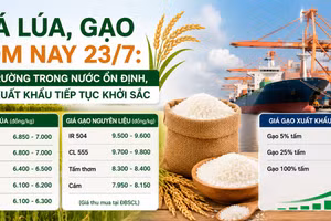 Giá lúa, gạo hôm nay 23/7: Thị trường trong nước ổn định, gạo xuất khẩu tiếp tục khởi sắc