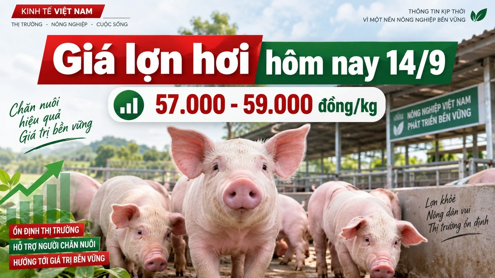 gia-heo-hoi-hom-nay-14-9-2026-3483.jpg