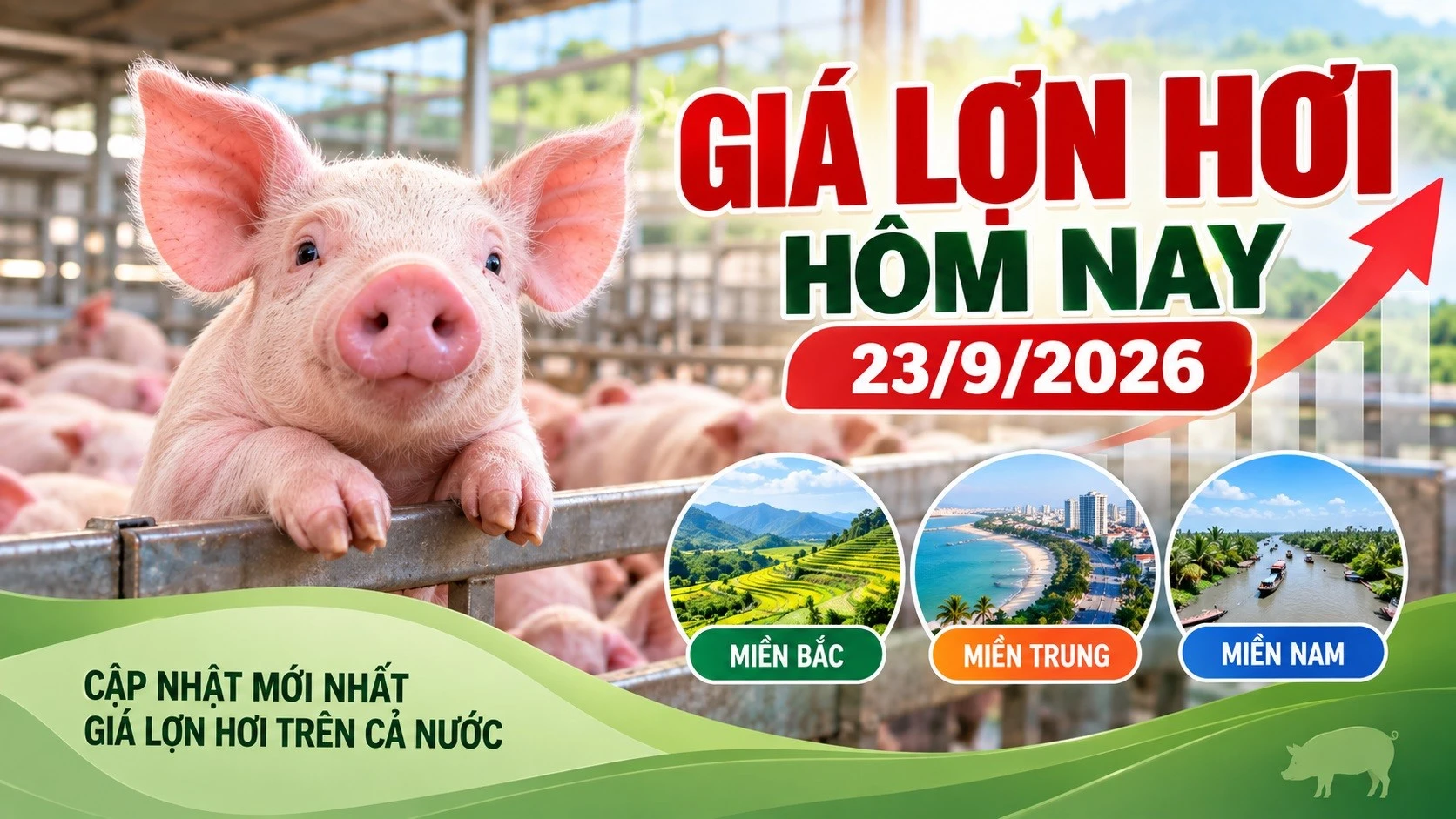 gia-heo-hoi-hom-nay-23-9-2026-2004.jpg